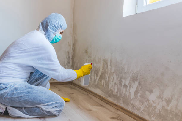 Licensed Mold Testing service in Portage, PA - WQB Mold Removal